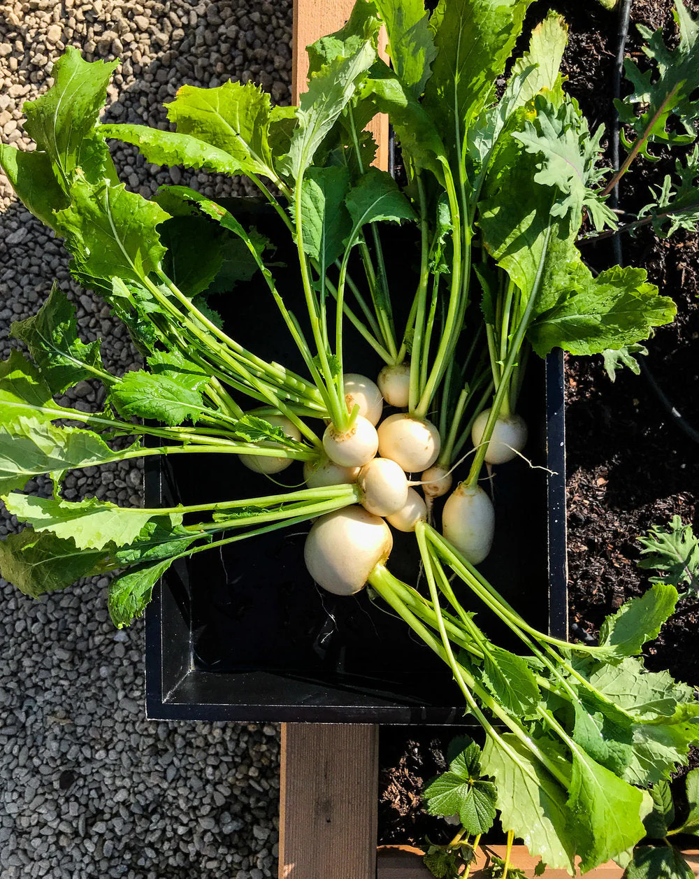Shogoin Turnip - Image 3