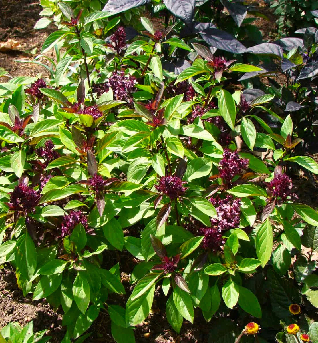 Siam Queen Thai Basil - Image 3