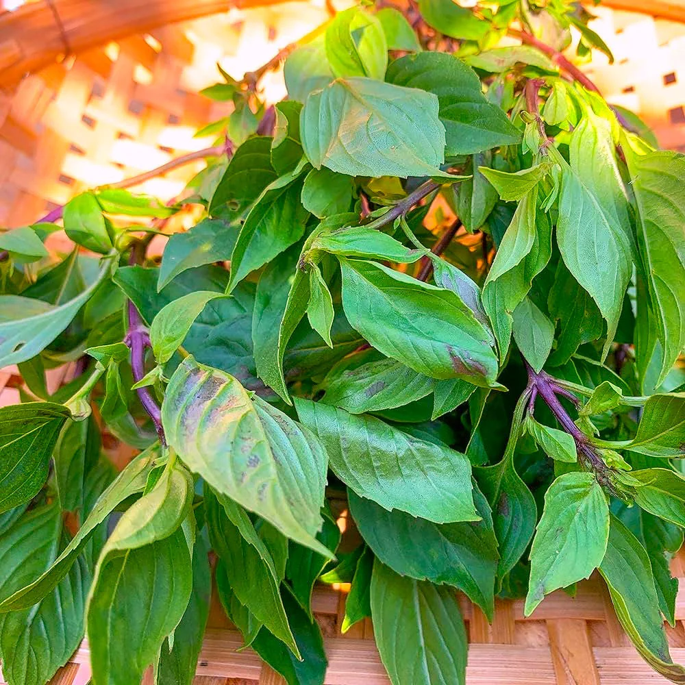 Siam Queen Thai Basil - Image 4