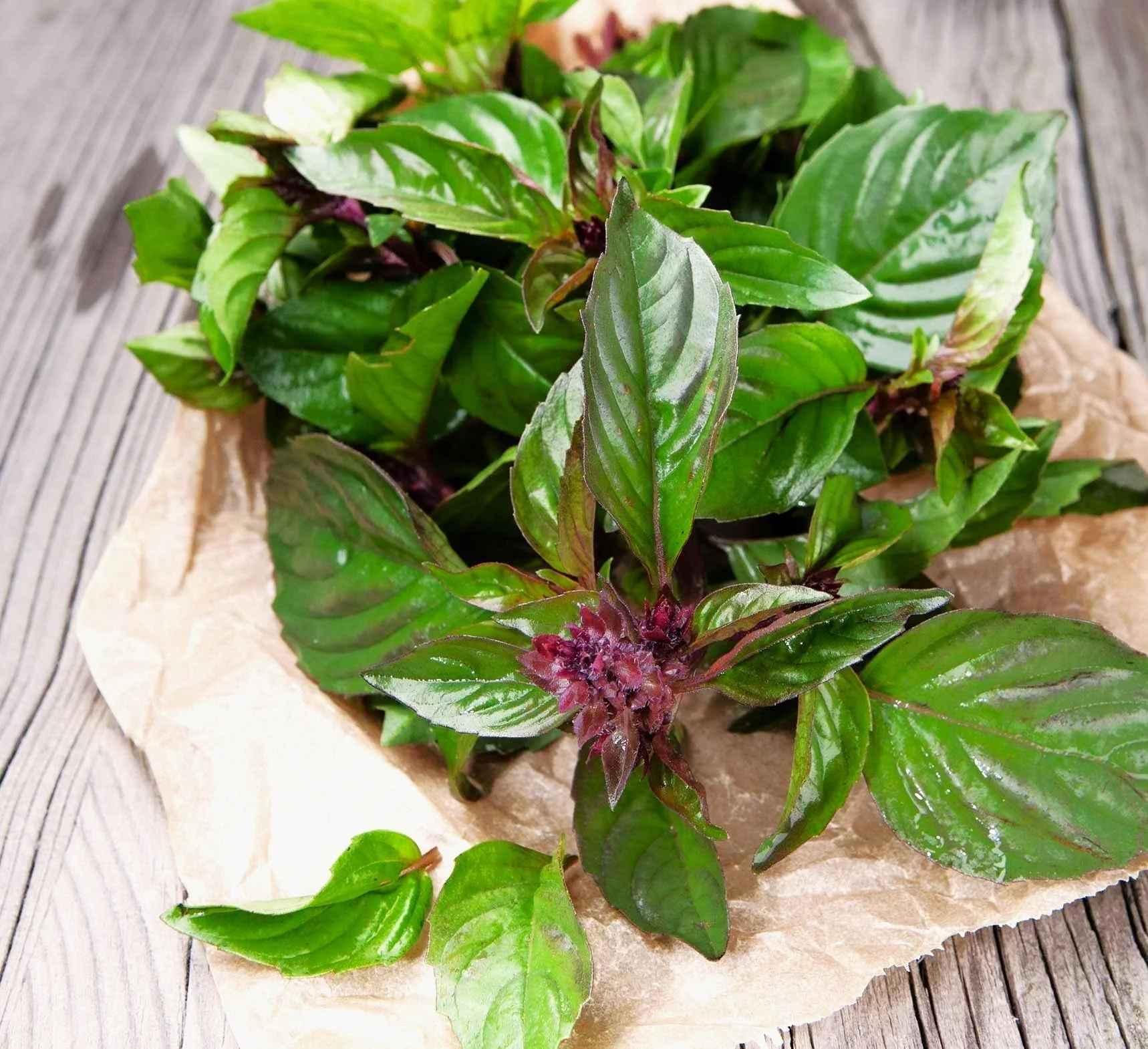 Siam Queen Thai Basil - Image 5