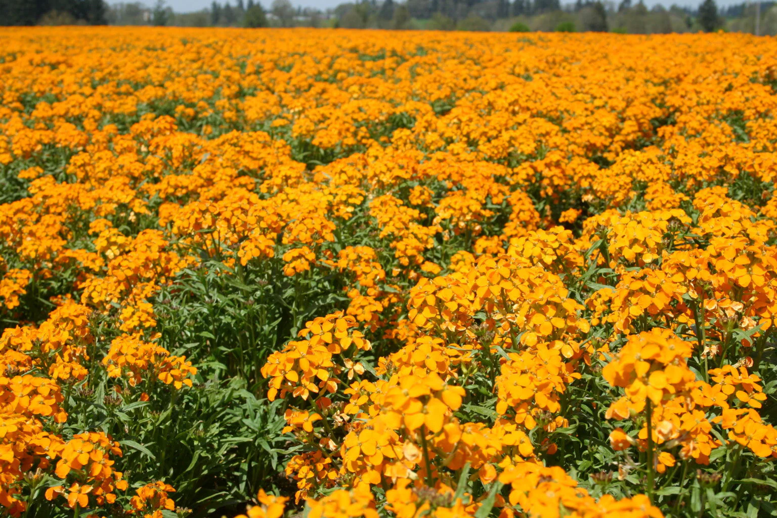 Siberian Wallflower - Image 3