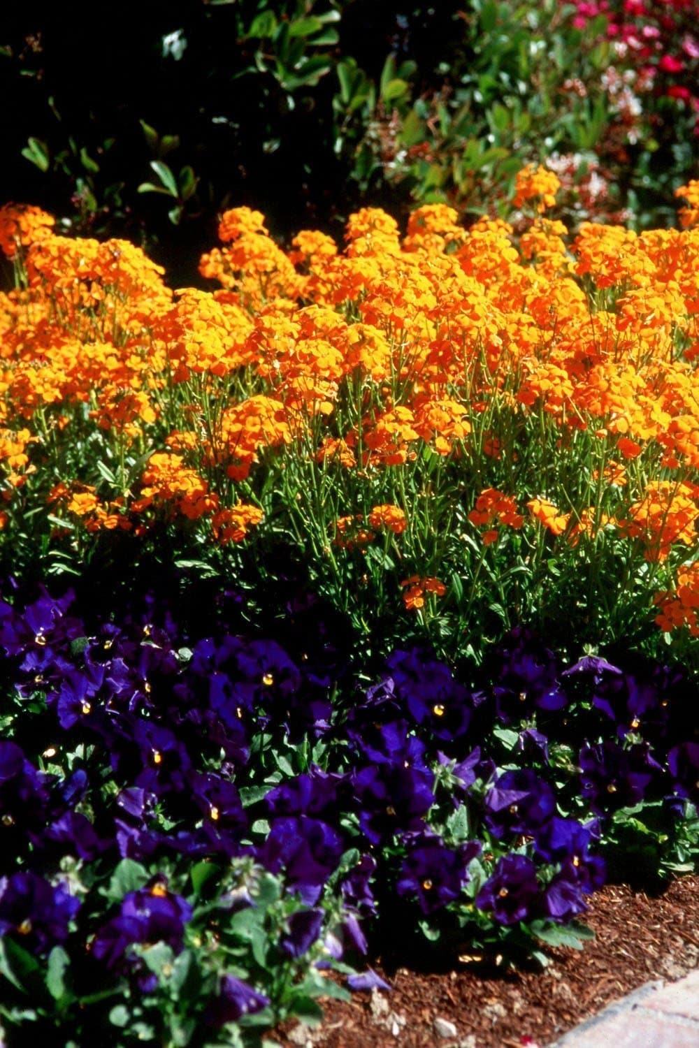 Siberian Wallflower - Image 4