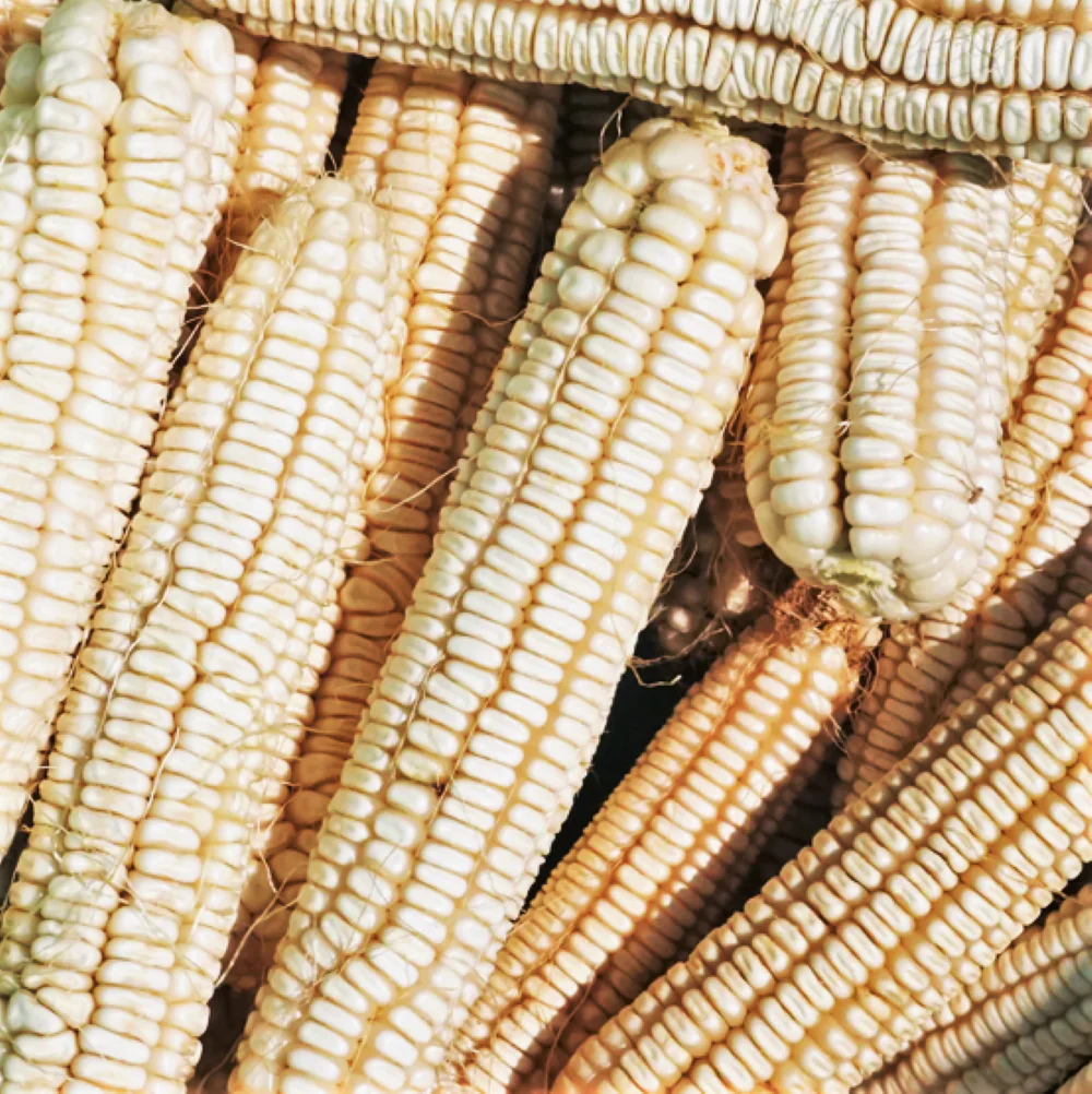 Silver King White Dent Corn