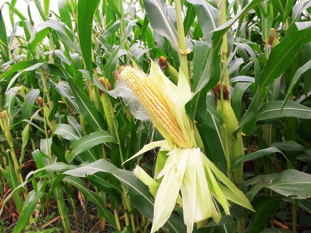Silver King White Dent Corn - Image 2