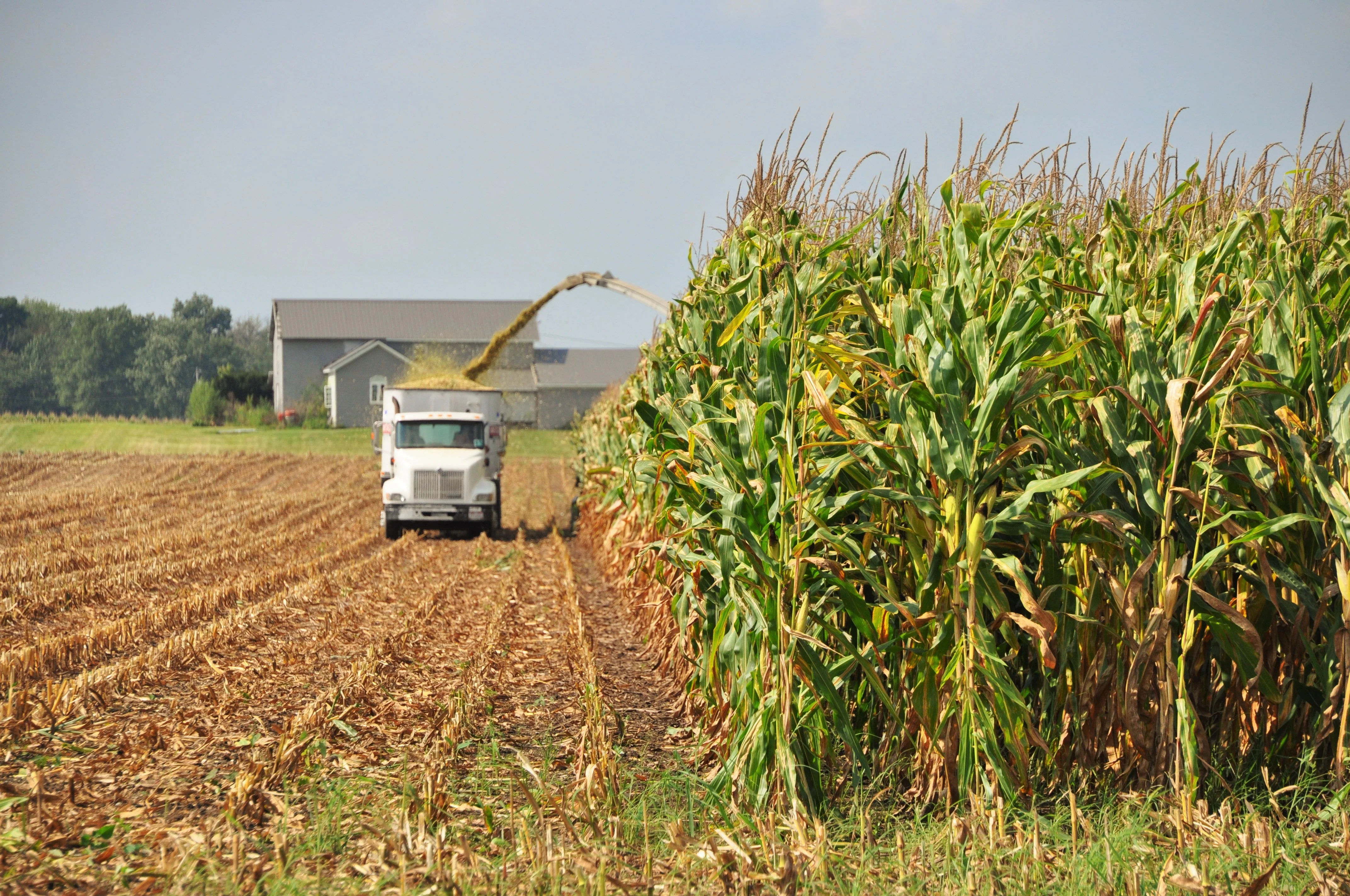 Silver King White Dent Corn - Image 3