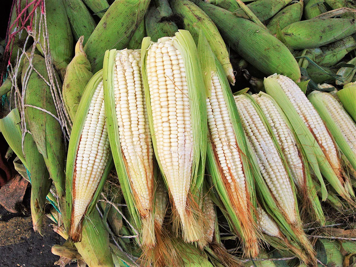 Silver King White Dent Corn - Image 4