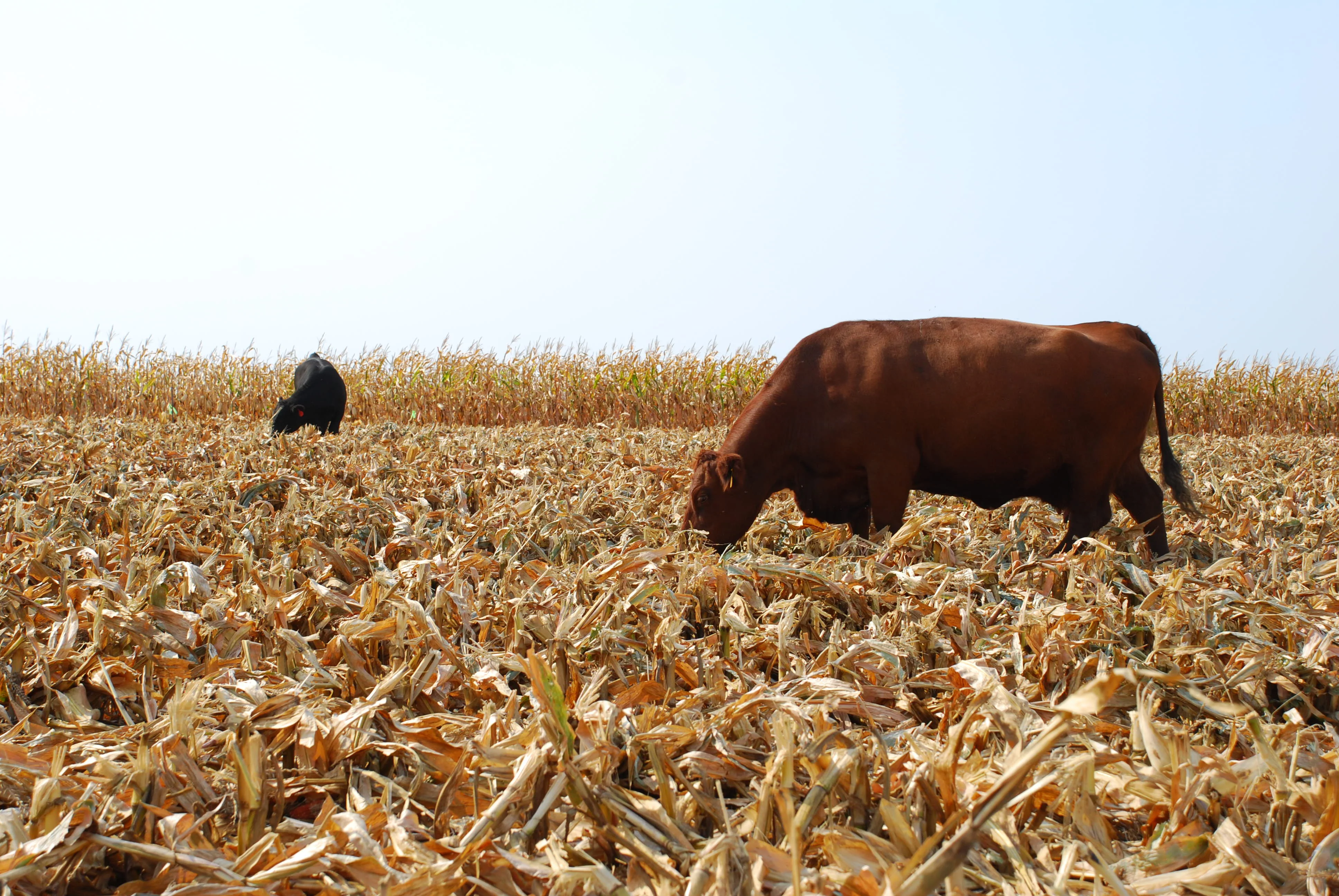 Silver King White Dent Corn - Image 6