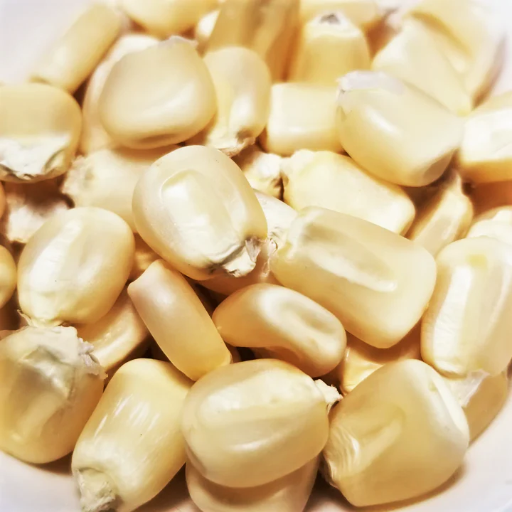 Silver King White Dent Corn - Image 8