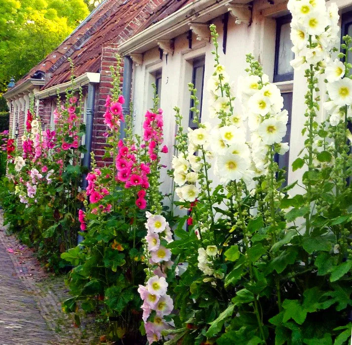 Single-Flowered Mix Hollyhock - Image 2