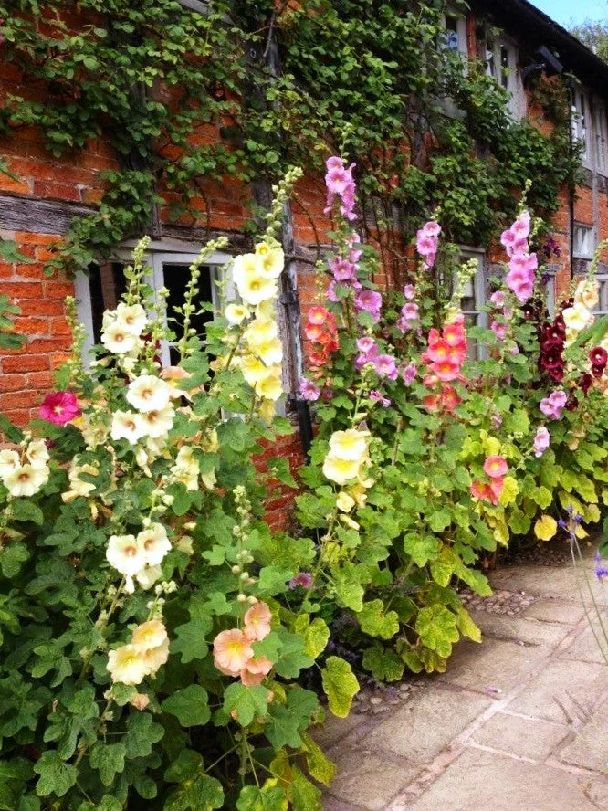 Single-Flowered Mix Hollyhock - Image 3