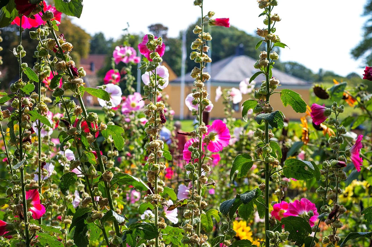 Single-Flowered Mix Hollyhock - Image 4
