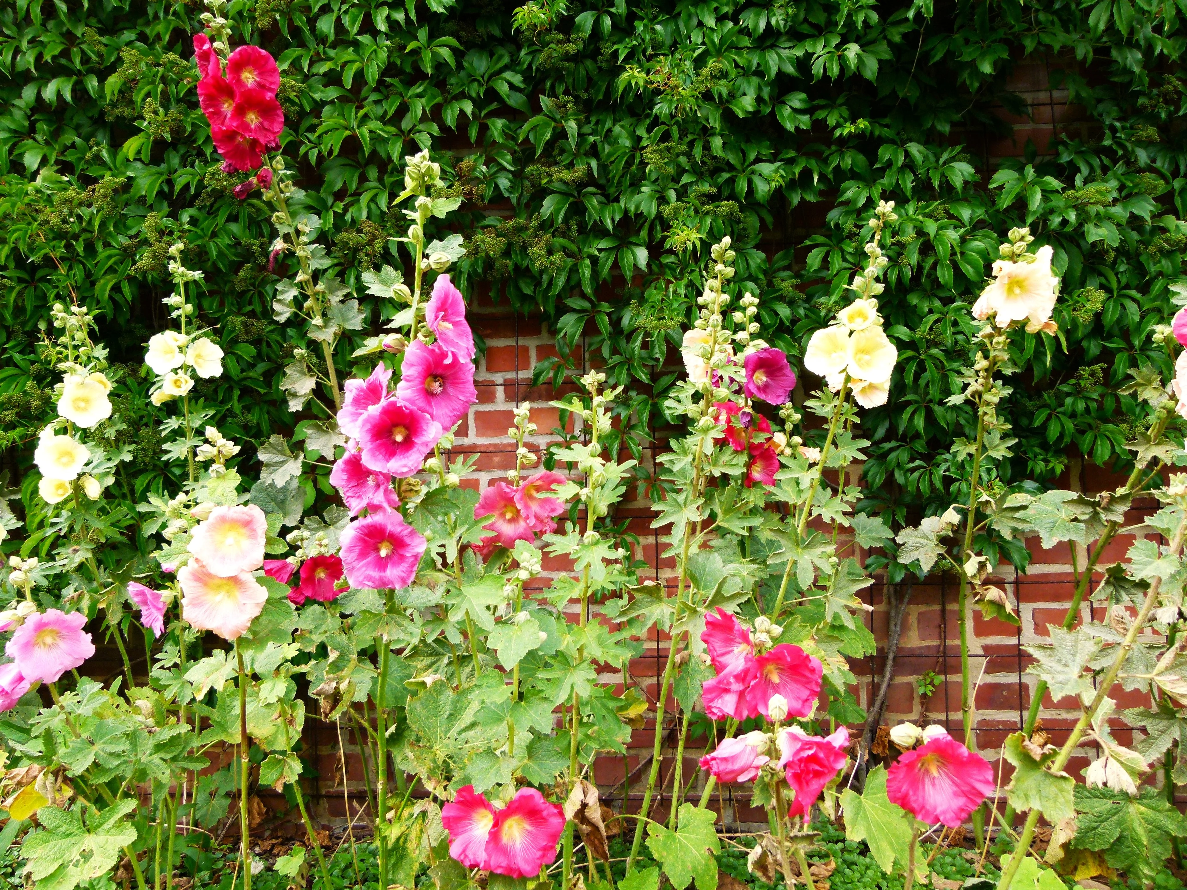 Single-Flowered Mix Hollyhock - Image 6