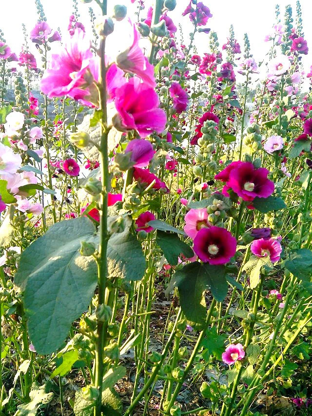 Single-Flowered Mix Hollyhock - Image 7