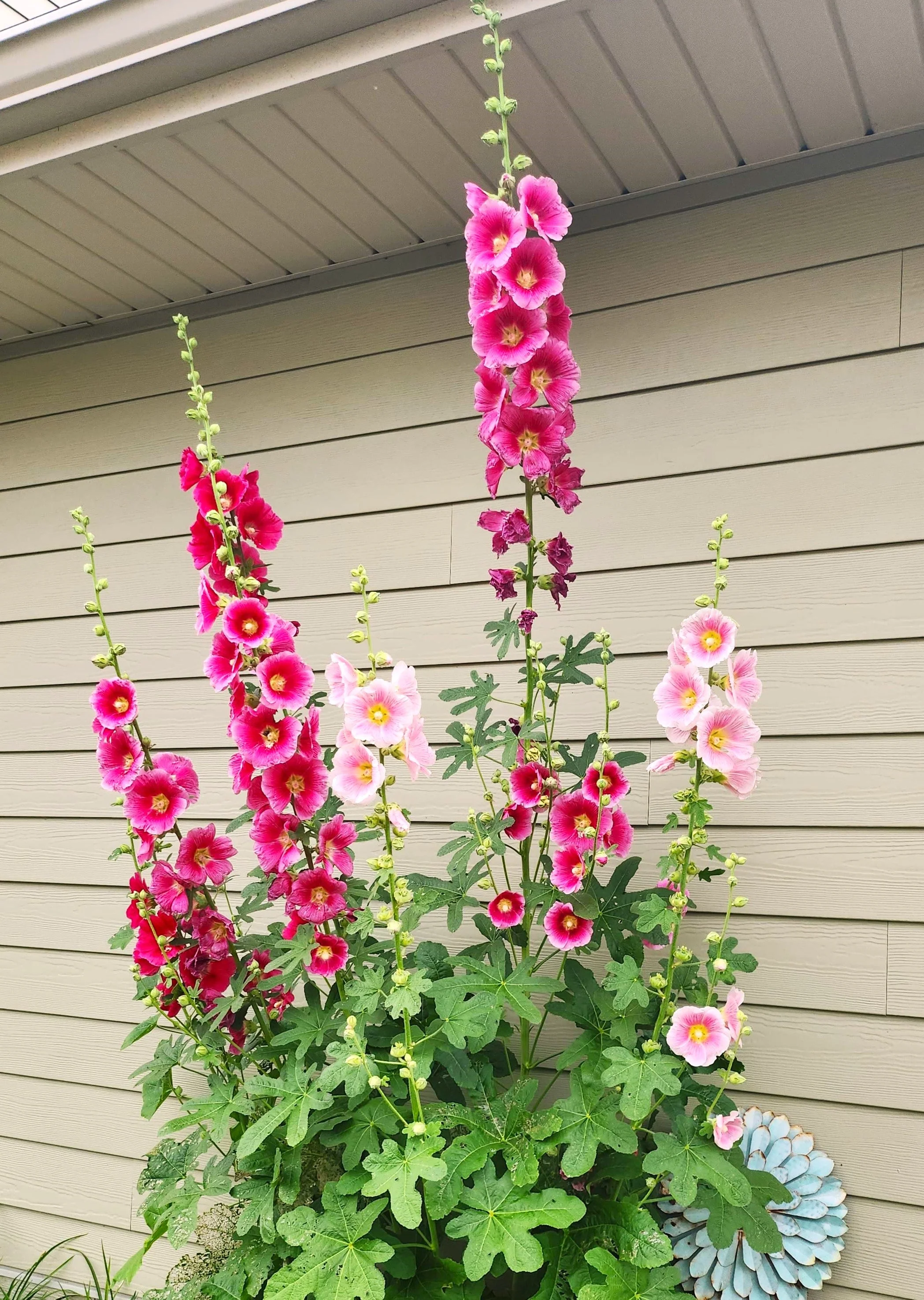 Single-Flowered Mix Hollyhock - Image 8