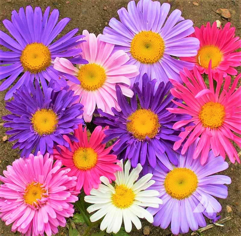 Single Mix China Aster