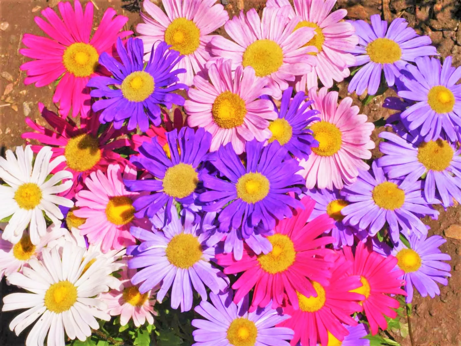 Single Mix China Aster - Image 2