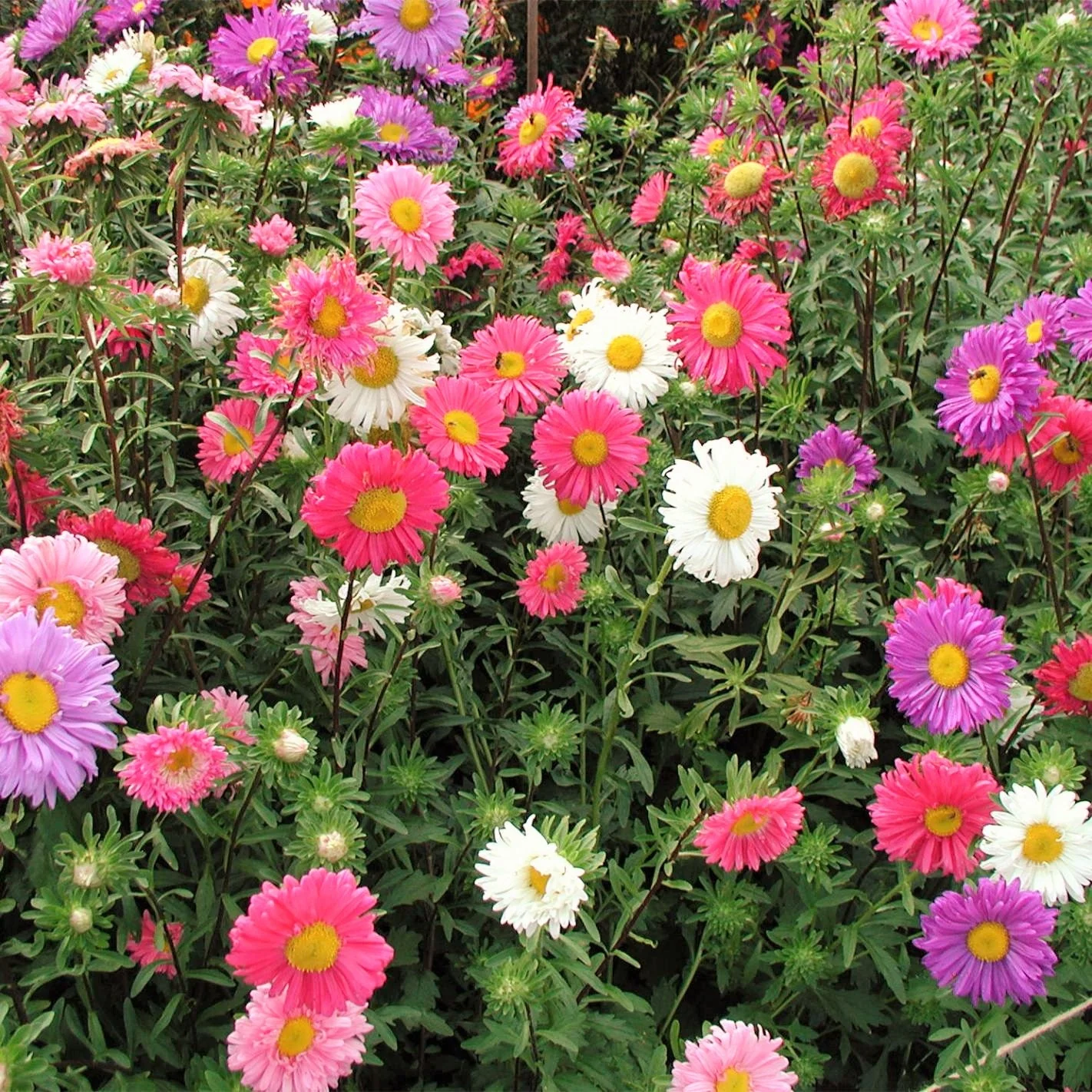 Single Mix China Aster - Image 4