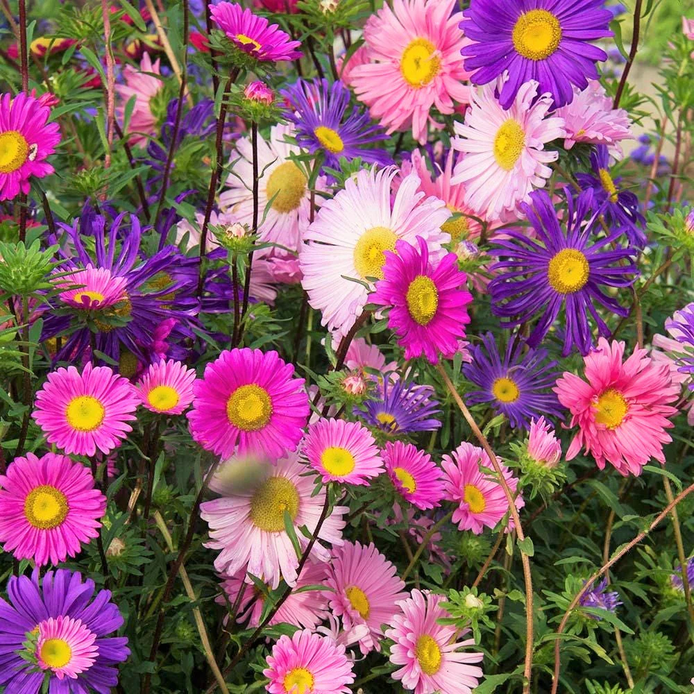 Single Mix China Aster - Image 5