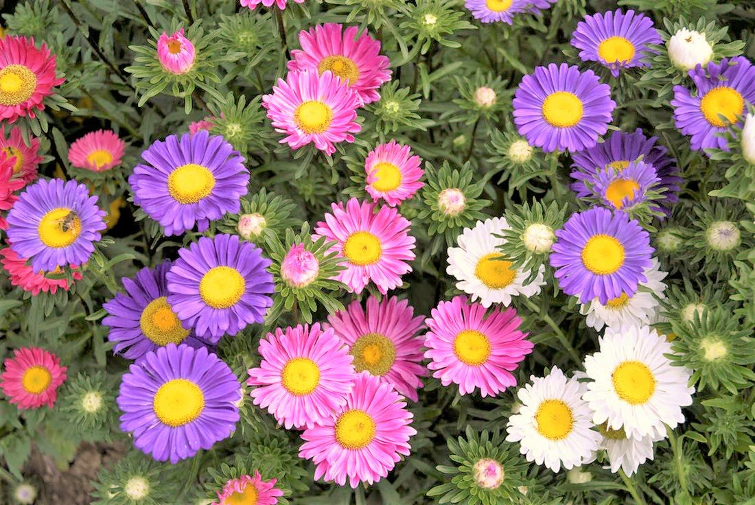 Single Mix China Aster - Image 6