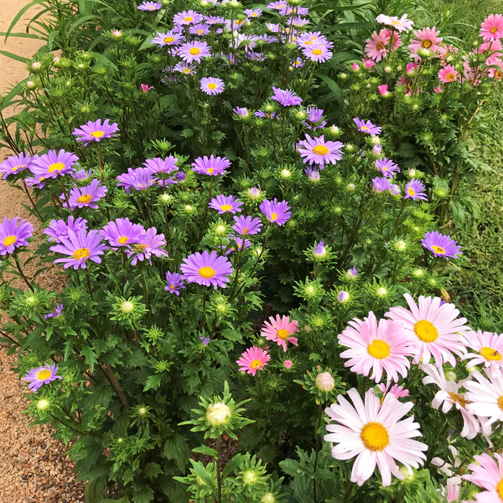 Single Mix China Aster - Image 7