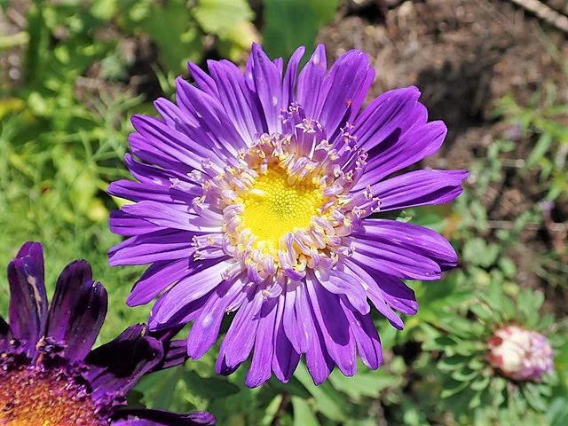 Single Mix China Aster - Image 8