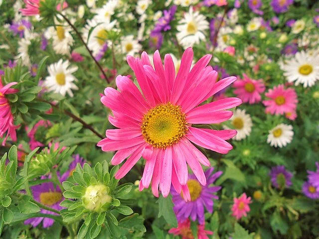 Single Mix China Aster - Image 9