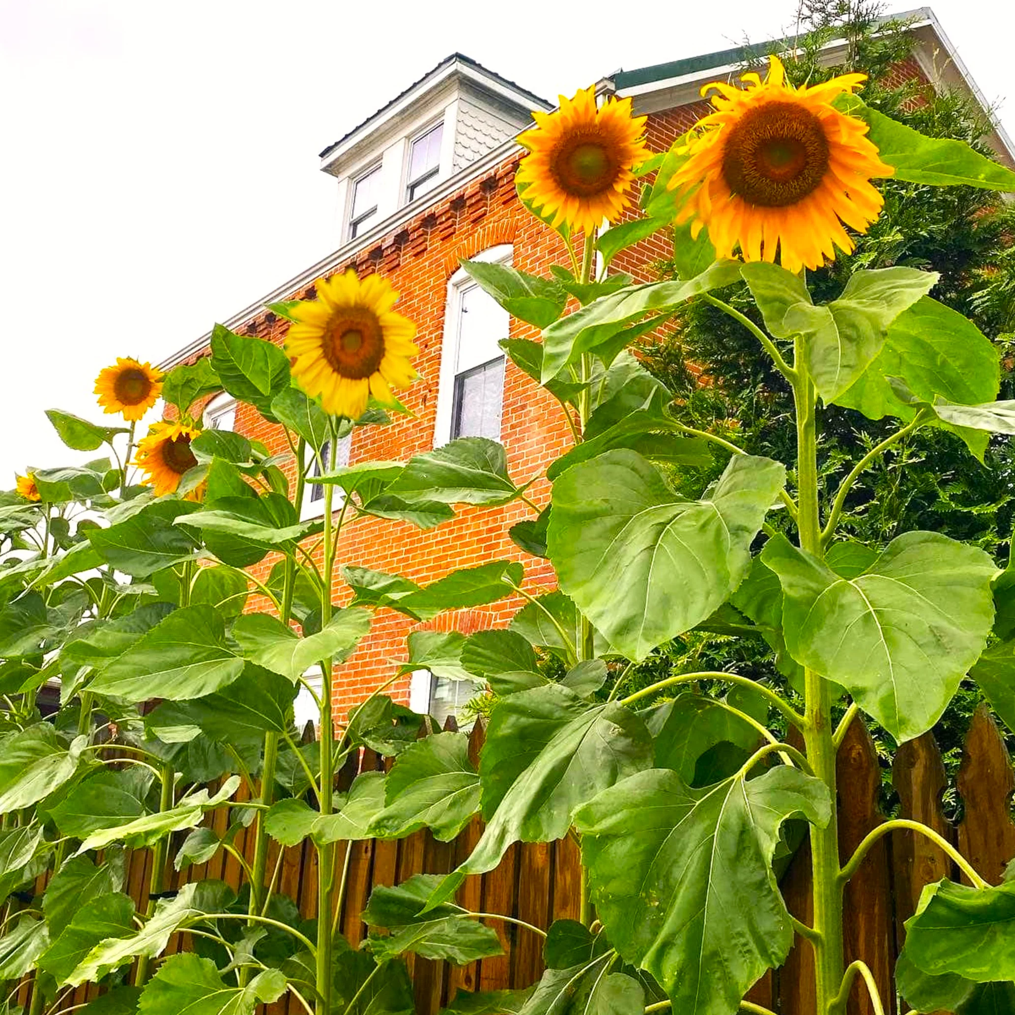 Skyscraper Sunflower (Mongolian Giant)
