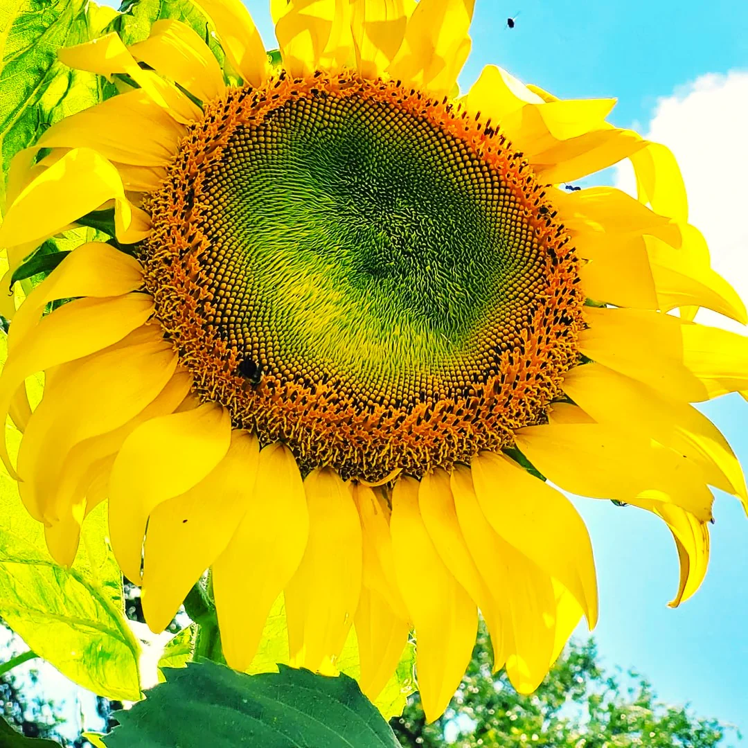 Skyscraper Sunflower (Mongolian Giant) - Image 3