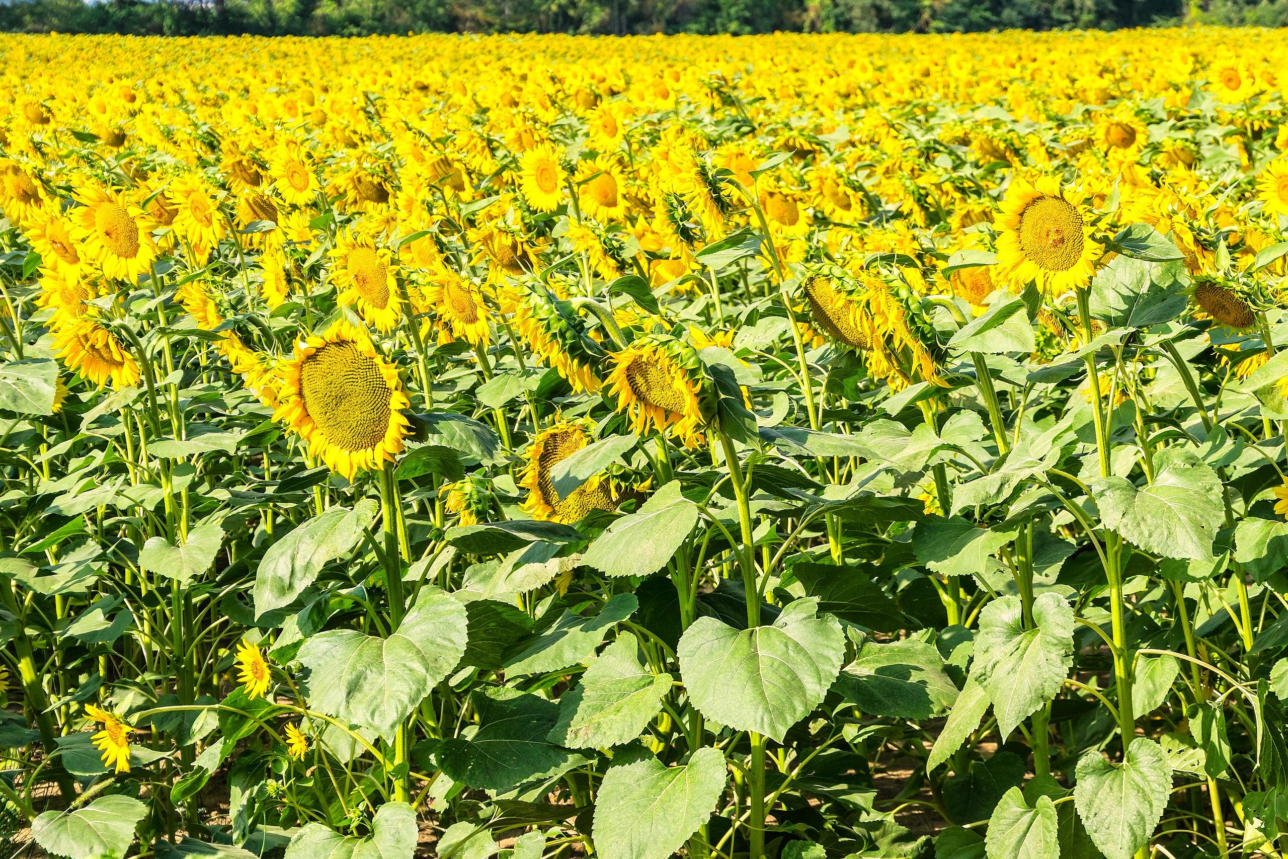 Skyscraper Sunflower (Mongolian Giant) - Image 4