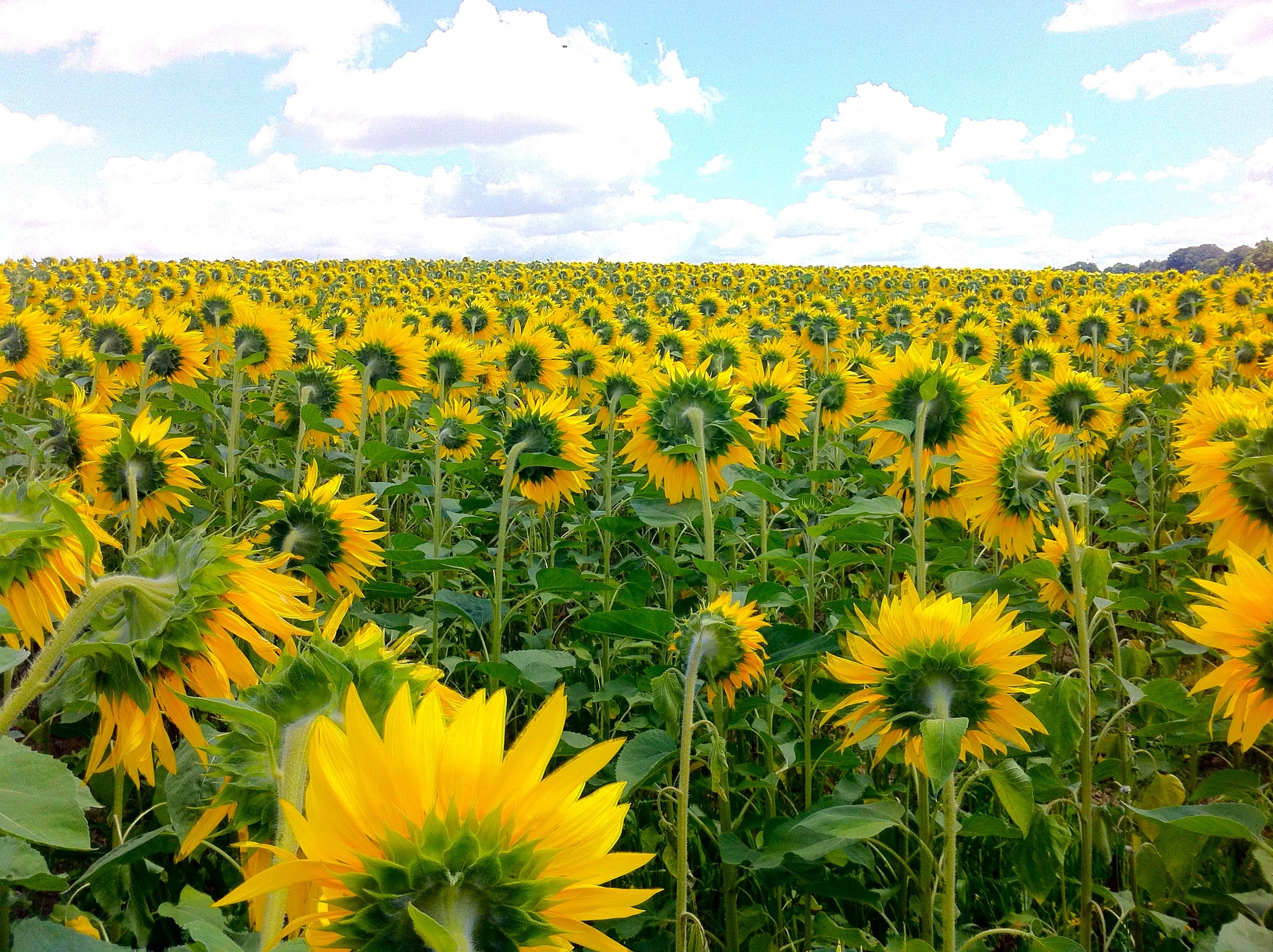 Skyscraper Sunflower (Mongolian Giant) - Image 5