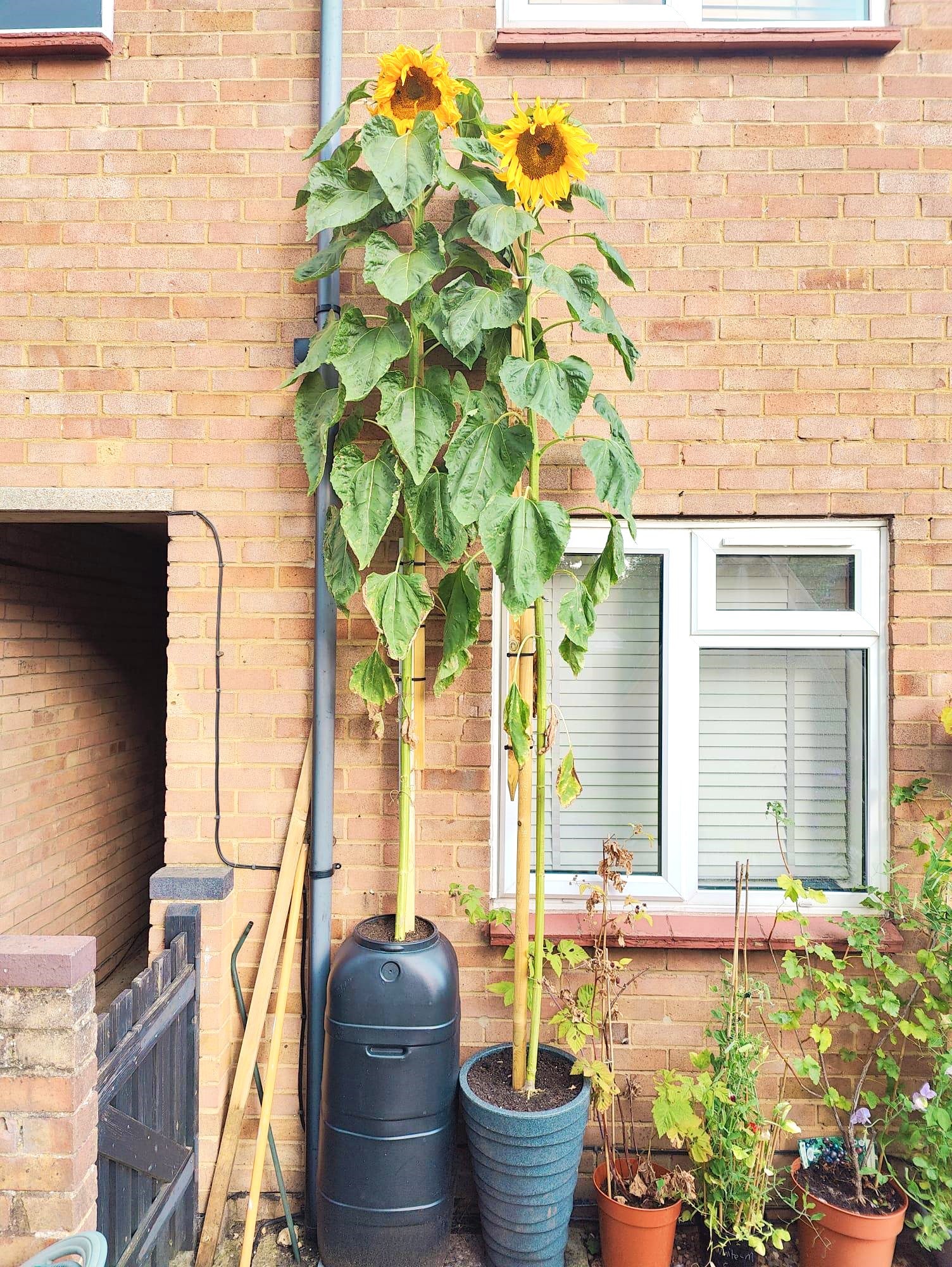Skyscraper Sunflower (Mongolian Giant) - Image 7