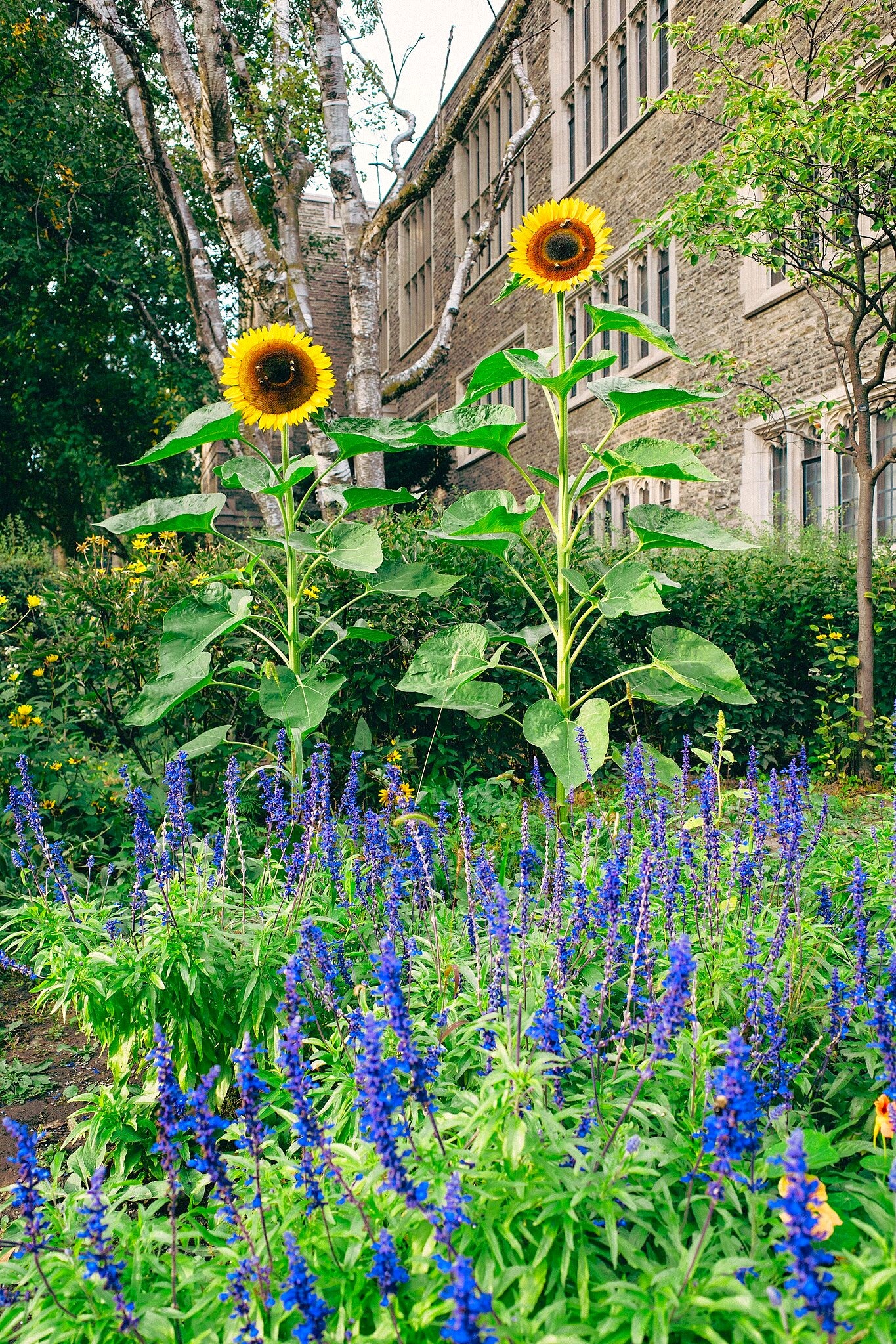 Skyscraper Sunflower (Mongolian Giant) - Image 8