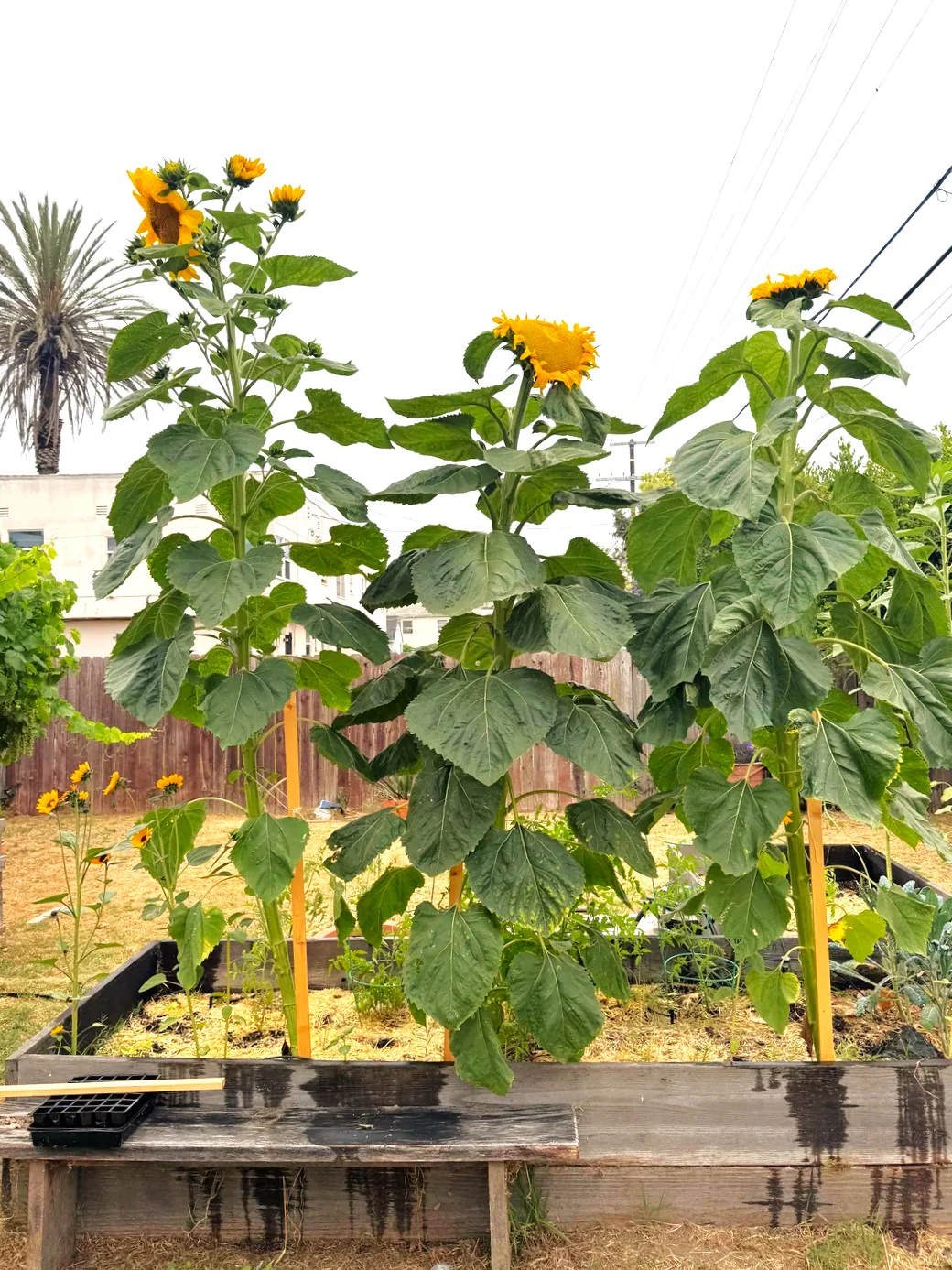 Skyscraper Sunflower (Mongolian Giant) - Image 9