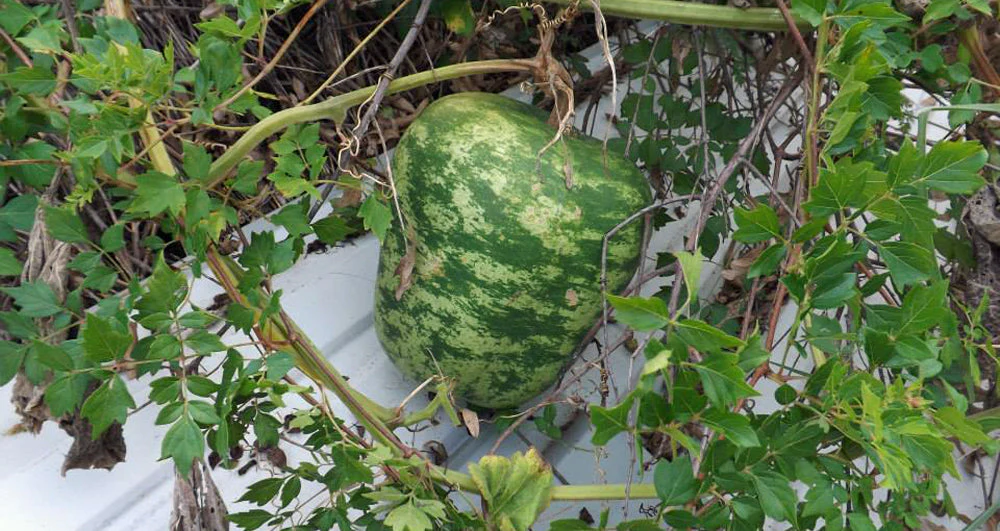 Small Apple Gourd - Image 3