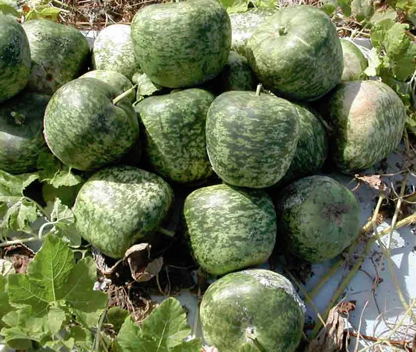 Small Apple Gourd - Image 4