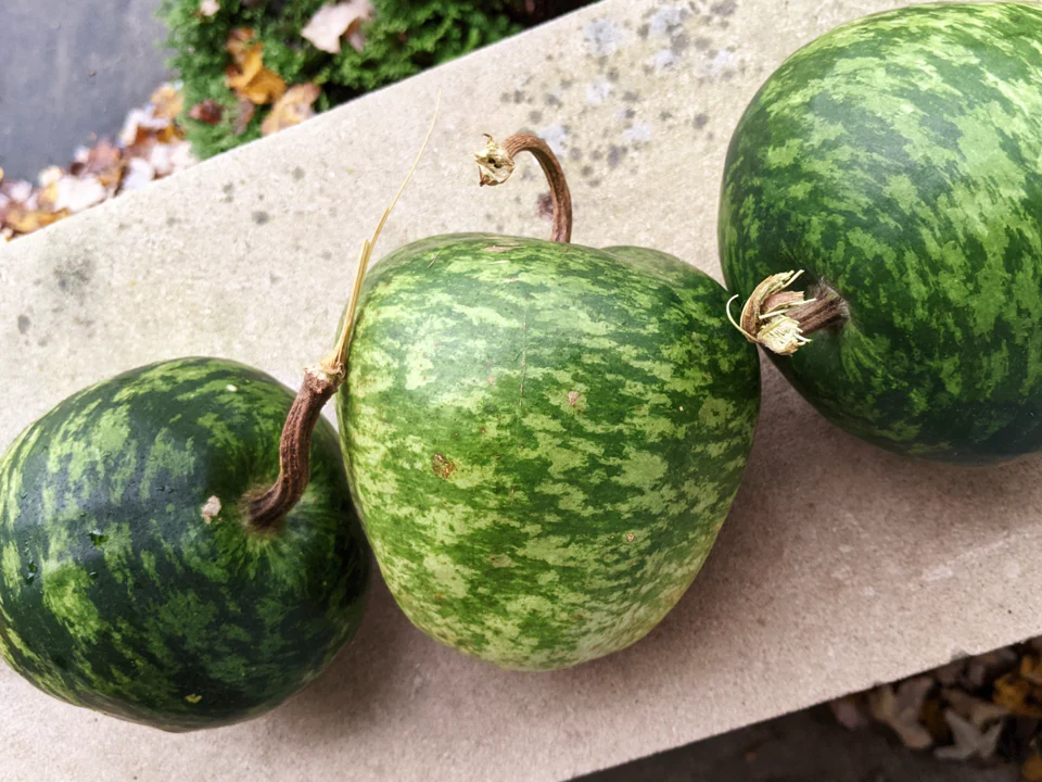Small Apple Gourd - Image 5