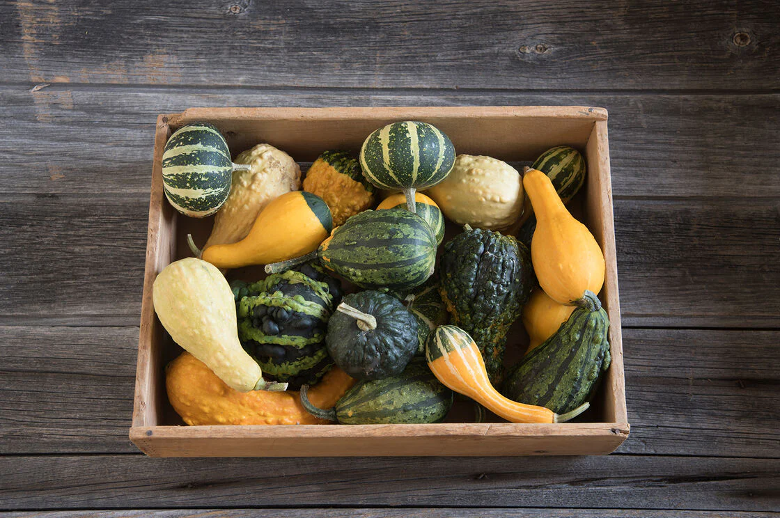Small Mix Ornamental Gourd - Image 4