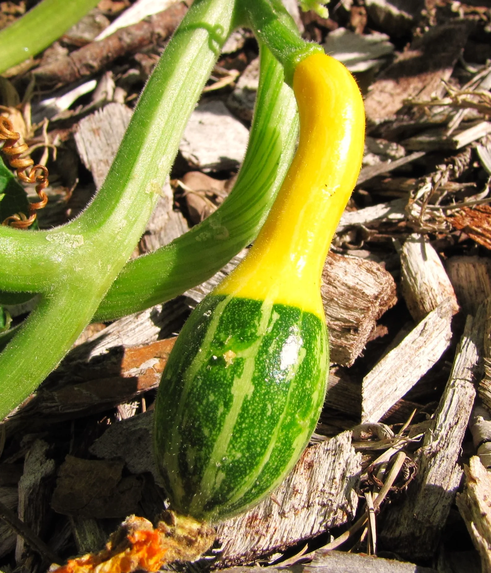 Small Spoon Ornamental Gourd - Image 2
