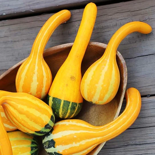Small Spoon Ornamental Gourd - Image 3