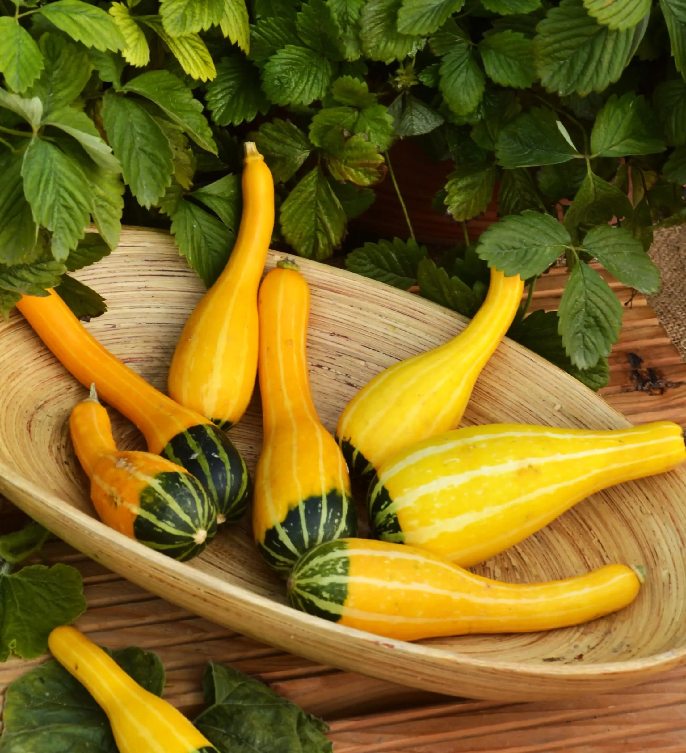 Small Spoon Ornamental Gourd - Image 4