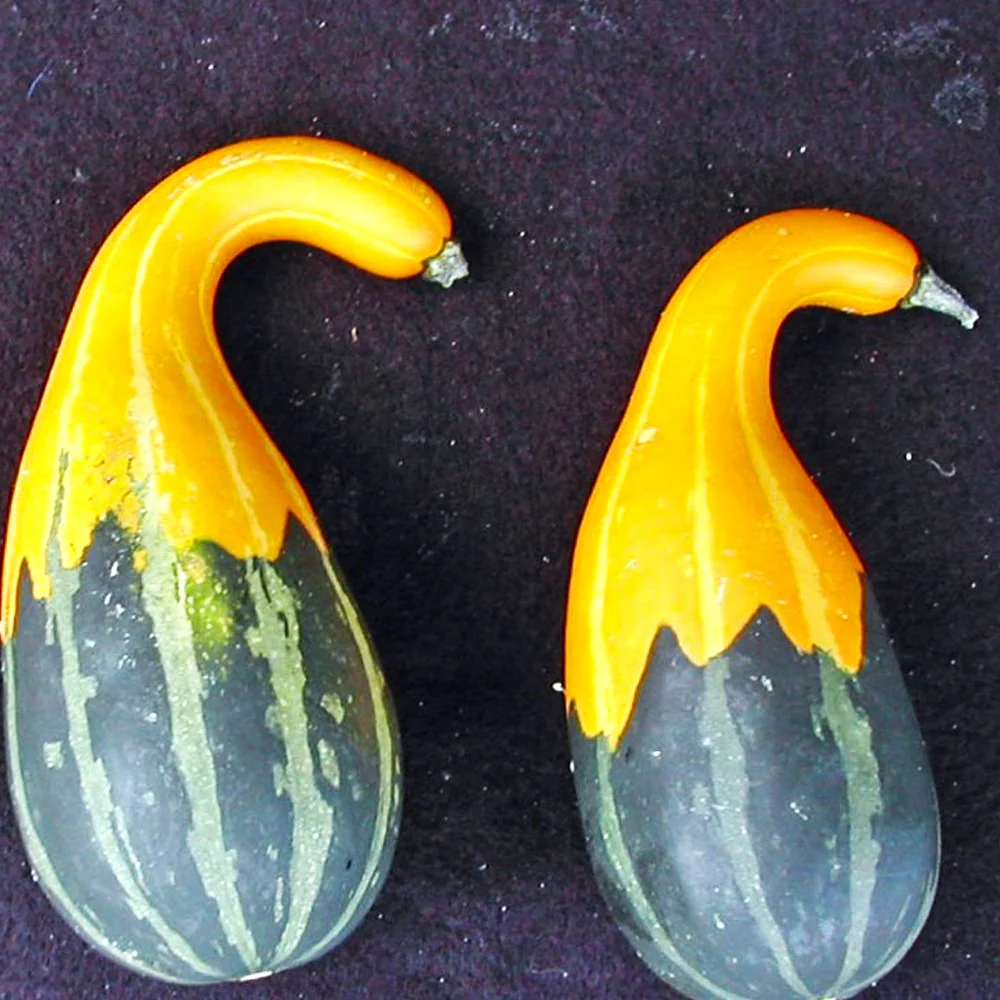 Small Spoon Ornamental Gourd - Image 5