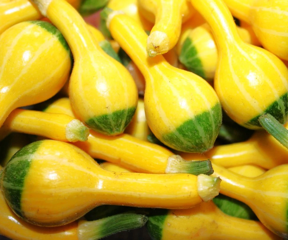 Small Spoon Ornamental Gourd - Image 6