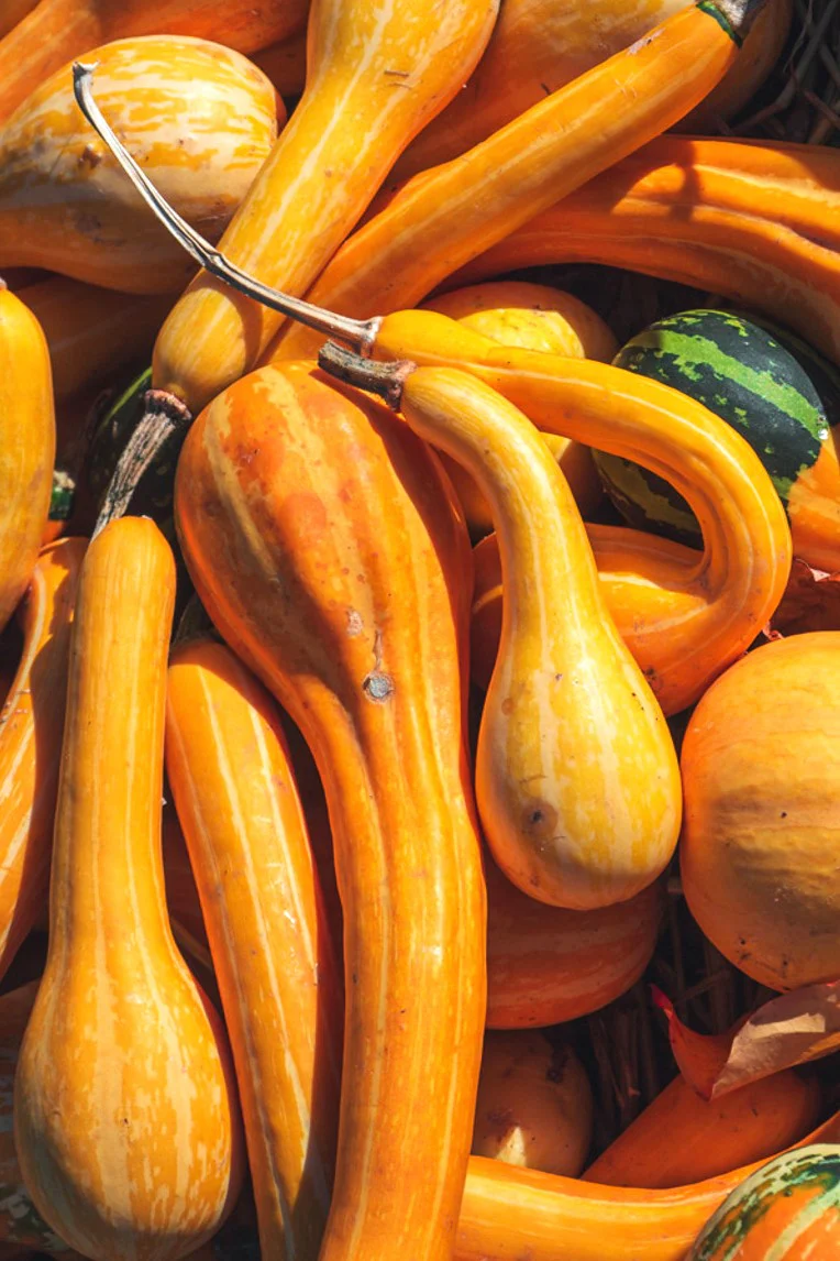 Small Spoon Ornamental Gourd - Image 7