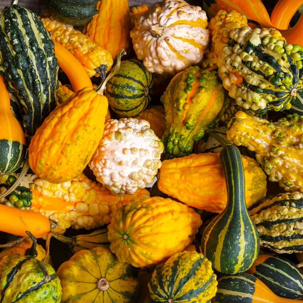Small Warted Indy Mix Ornamental Gourd