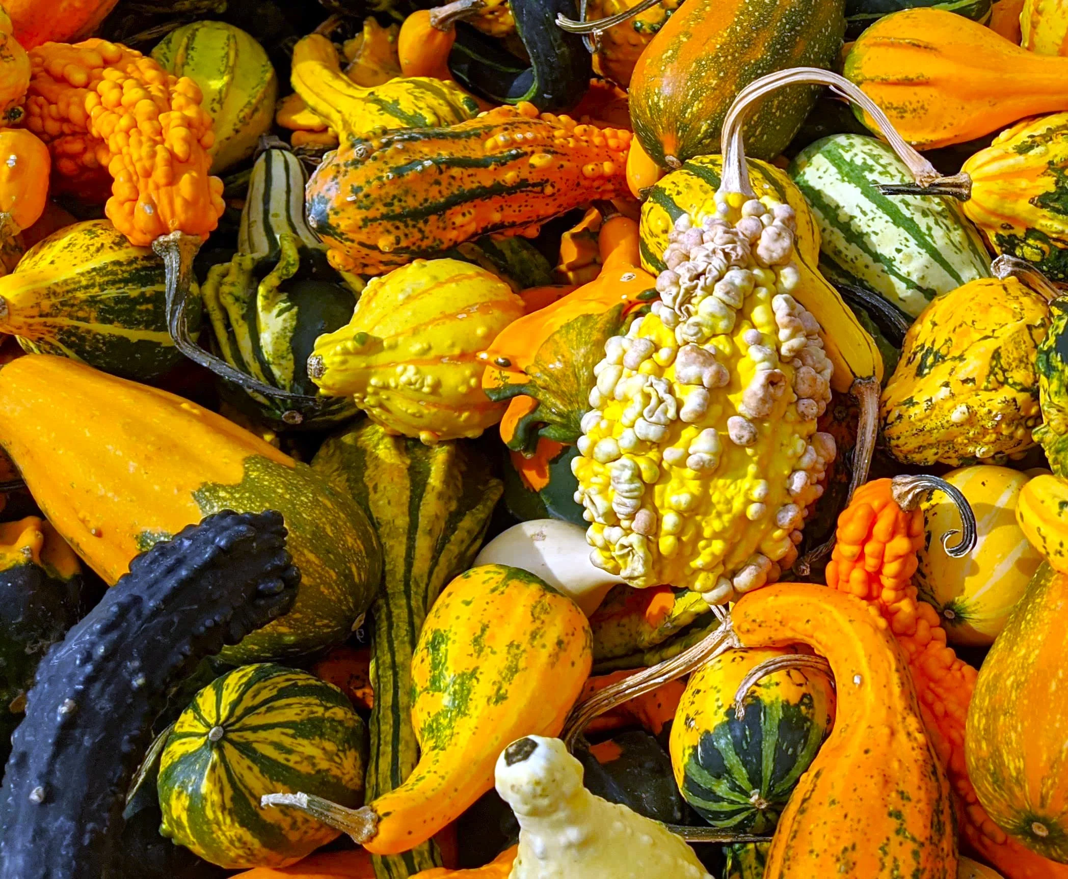 Small Warted Indy Mix Ornamental Gourd - Image 2