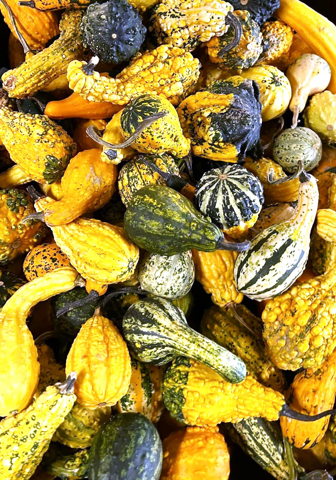 Small Warted Indy Mix Ornamental Gourd - Image 3