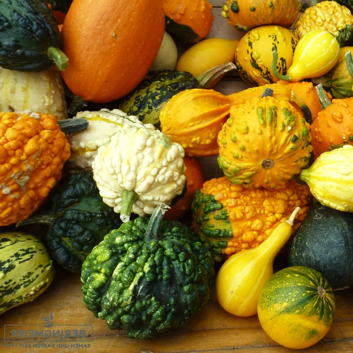 Small Warted Indy Mix Ornamental Gourd - Image 4