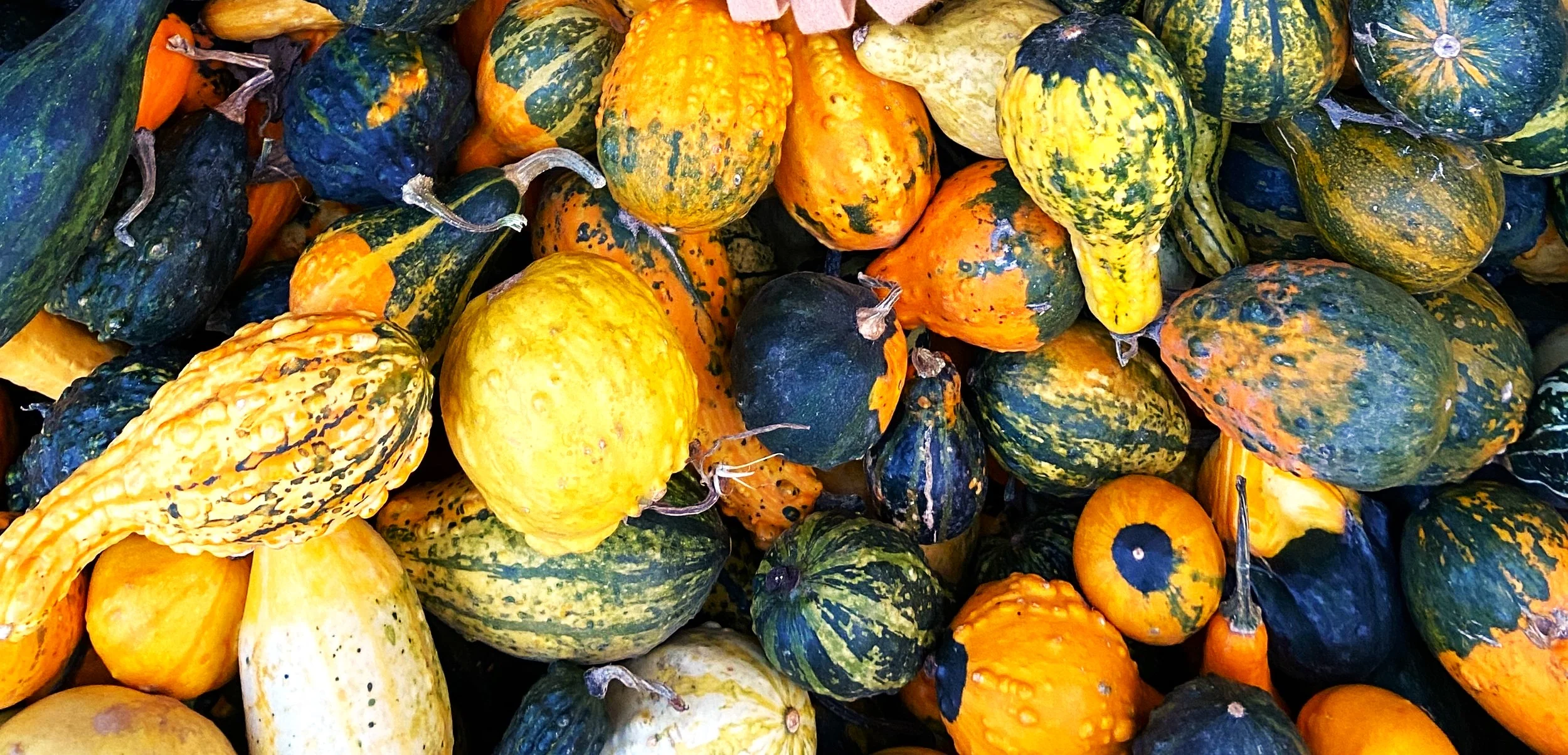Small Warted Indy Mix Ornamental Gourd - Image 5
