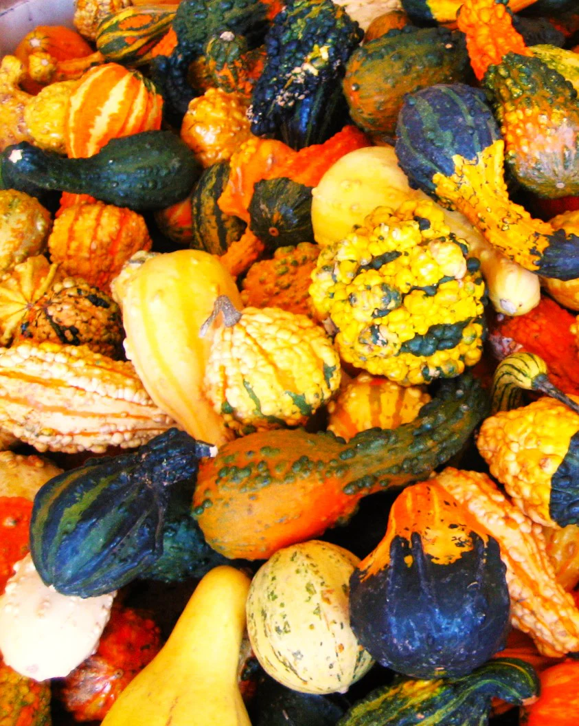 Small Warted Indy Mix Ornamental Gourd - Image 6