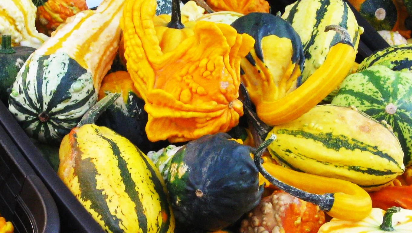 Small Warted Indy Mix Ornamental Gourd - Image 7